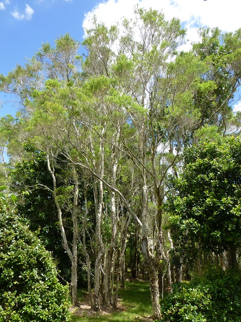 メラルーカ・アルターニフォリアの木と葉の写真