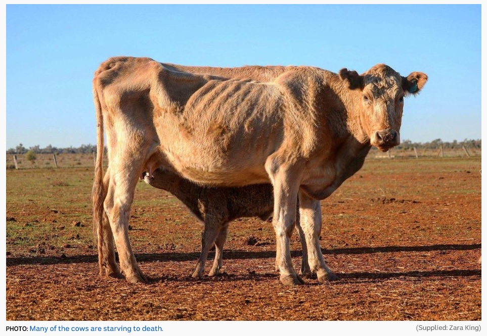 やせ細った牛と乳を吸う仔牛（ABC NEWS スクリーンショット）